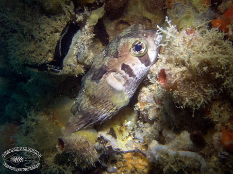 Image of Black-blotched porcupinefish