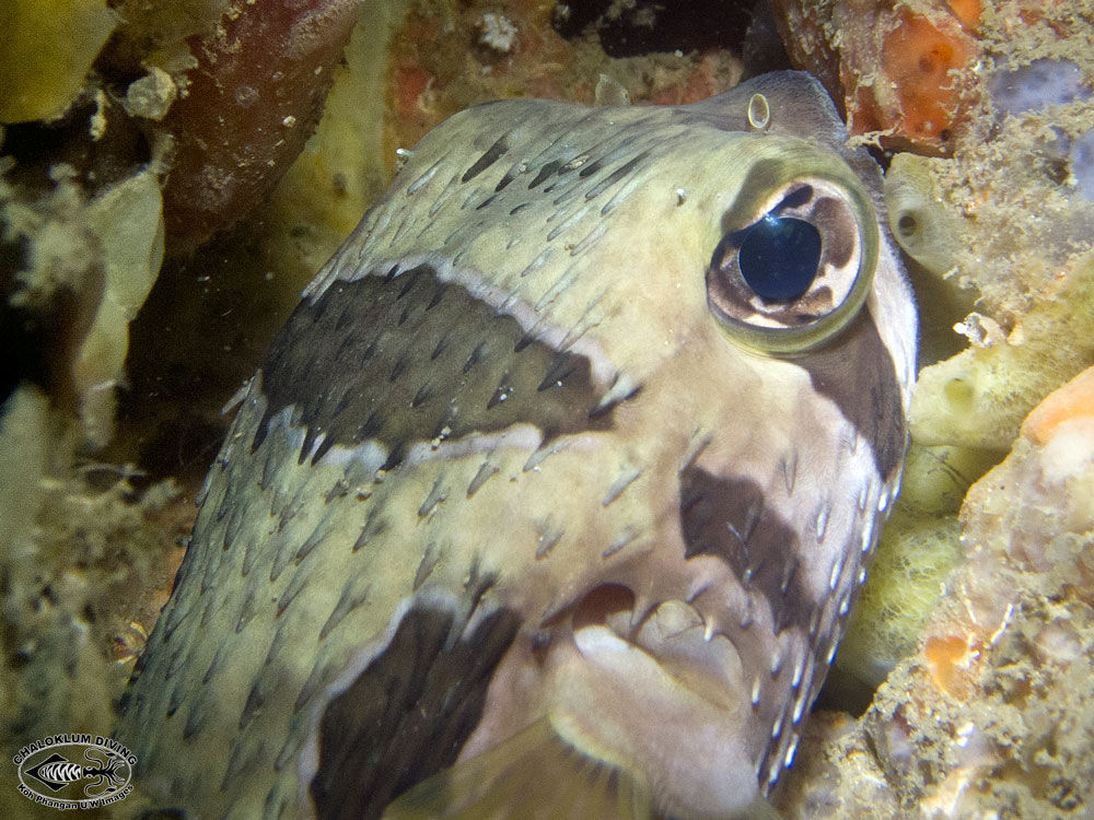 Image of Black-blotched porcupinefish