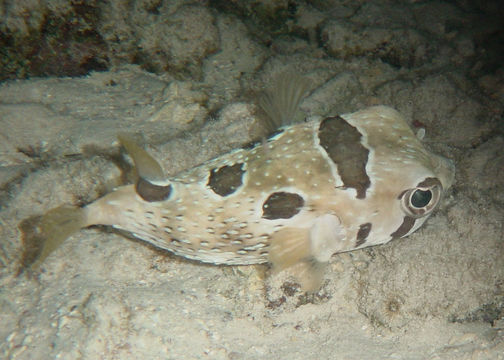 Image of Black-blotched porcupinefish