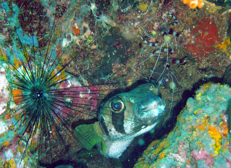 Image of Black-blotched porcupinefish