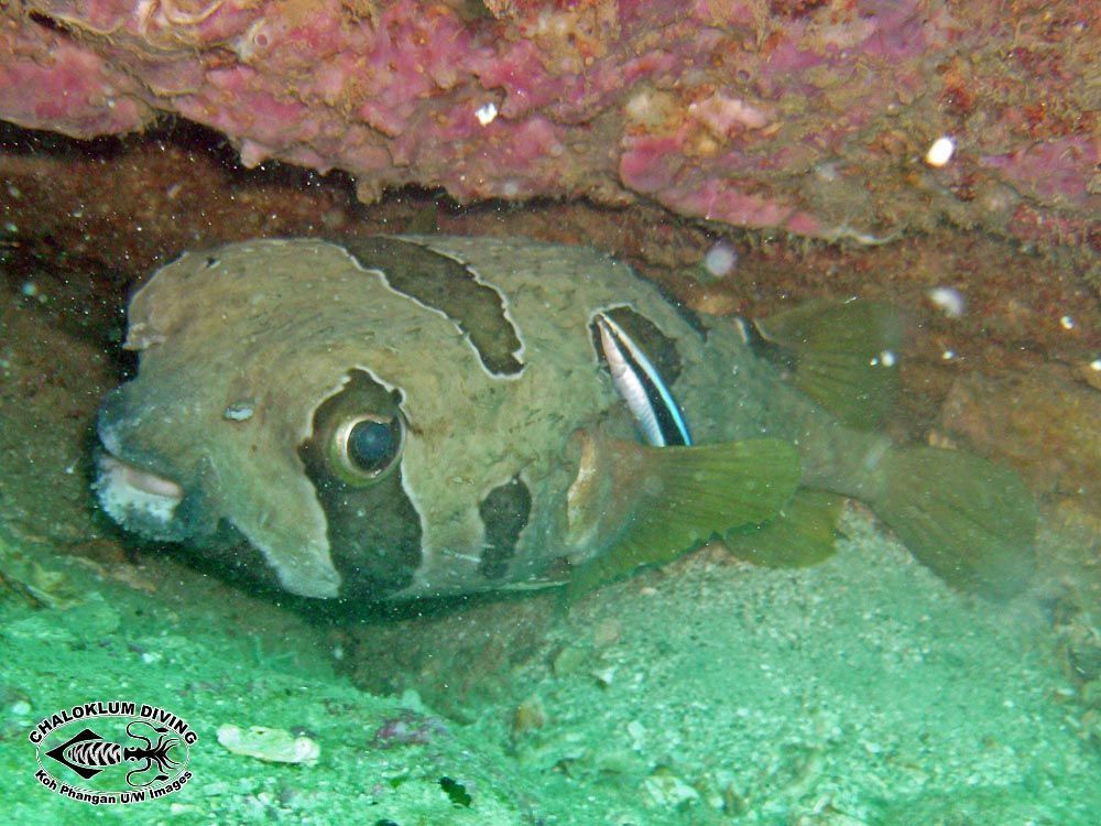 Image of Black-blotched porcupinefish