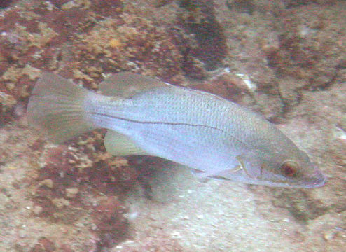 Image of Waigeo seaperch