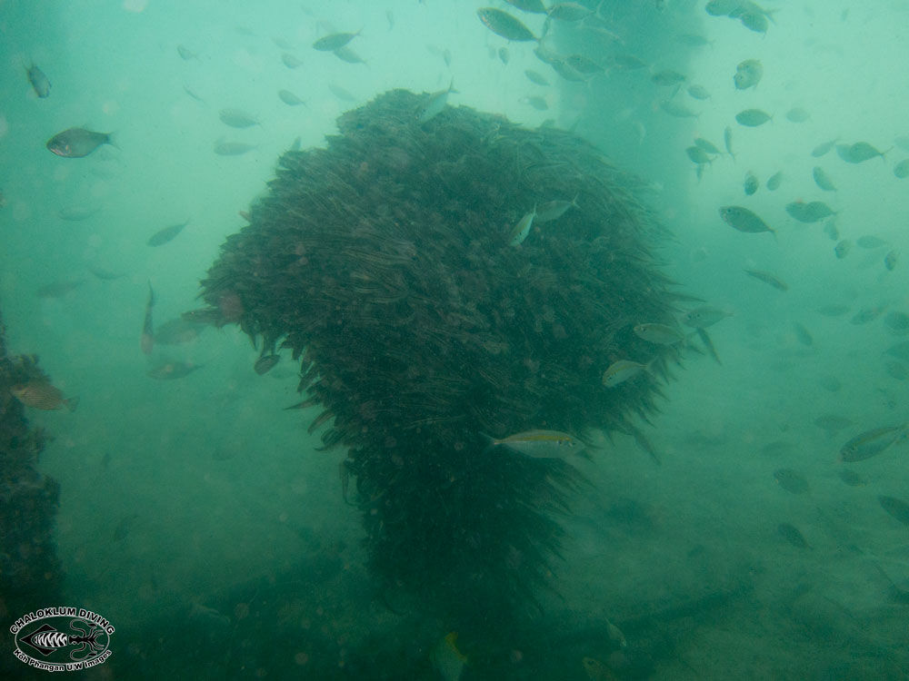 Image of Striped catfish