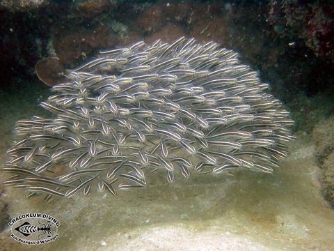 Image of Striped catfish