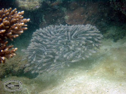 Image of Striped catfish