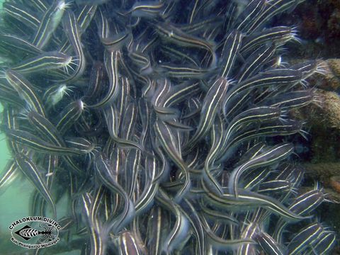 Image of Striped catfish