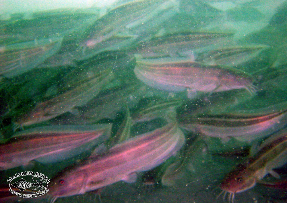 Image of Striped catfish