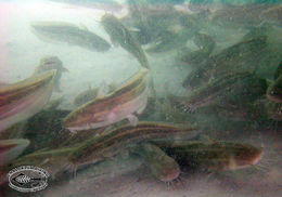 Image of Striped catfish