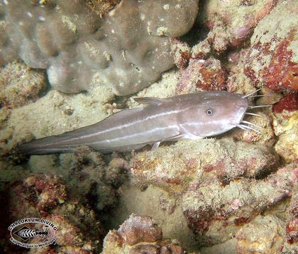 Image of Striped catfish