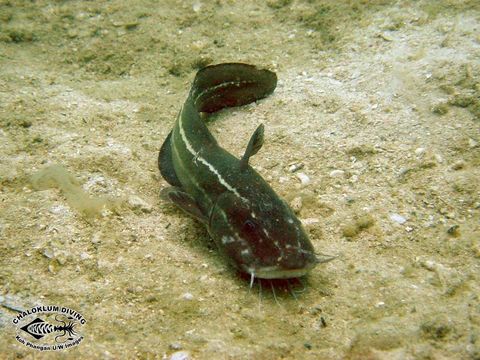 Image of Striped catfish