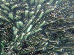 Image of Striped catfish