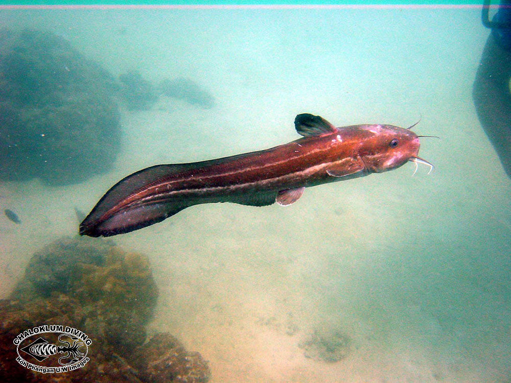 Image of Striped catfish