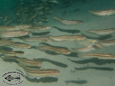 Image of Striped catfish