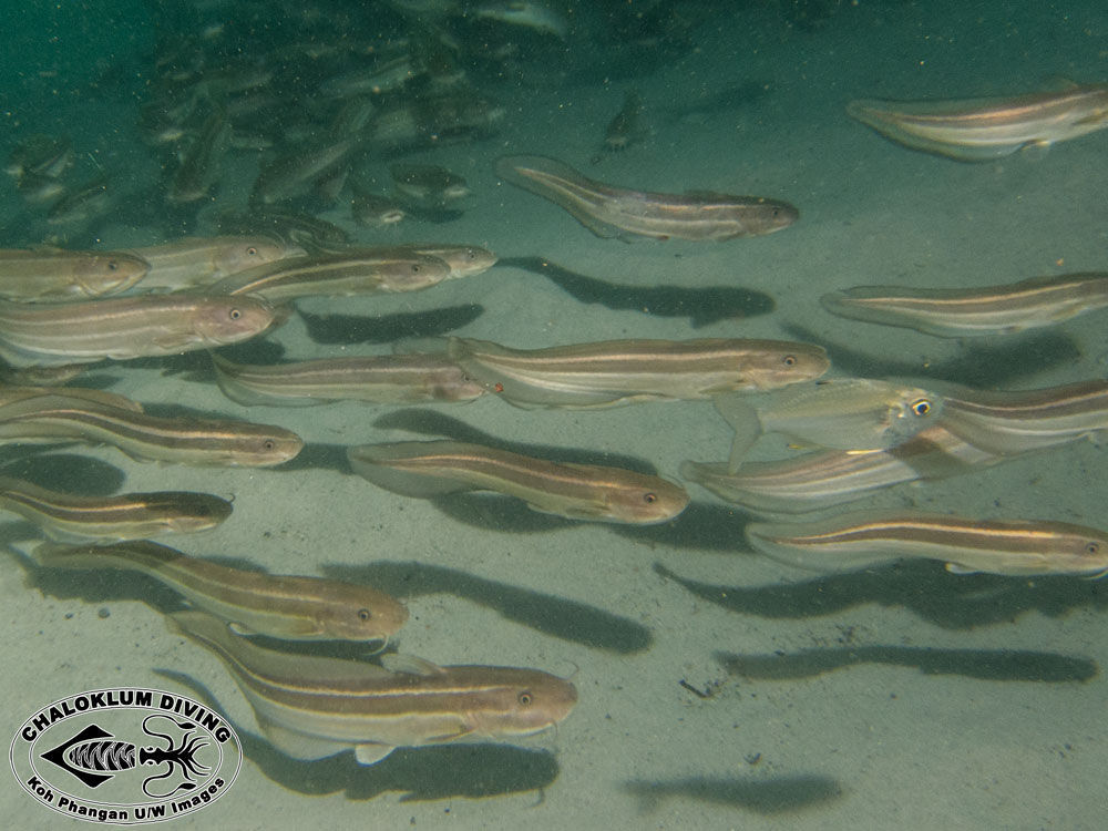 Image of Striped catfish