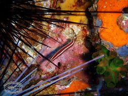 Image of Urchin clingfish