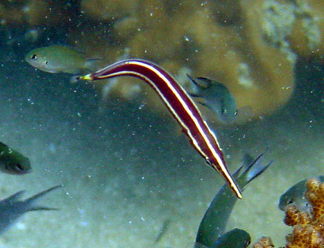 Image of Urchin clingfish