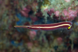 Image of Urchin clingfish