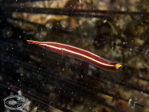 Image of Urchin clingfish