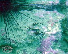 Image of Urchin clingfish