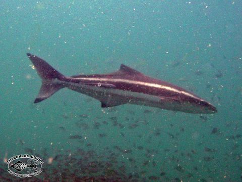 Image of Black King Fish