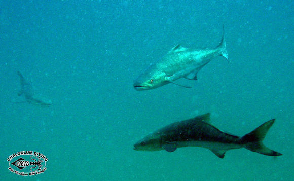 Image de Cobia