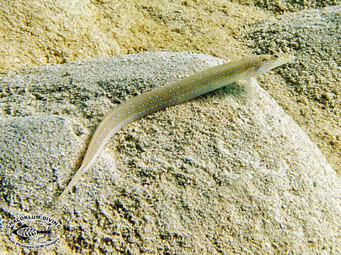 Image of Spotted sand-diver