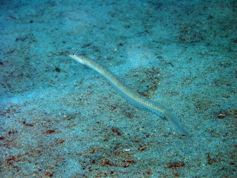 Image of Spotted sand-diver