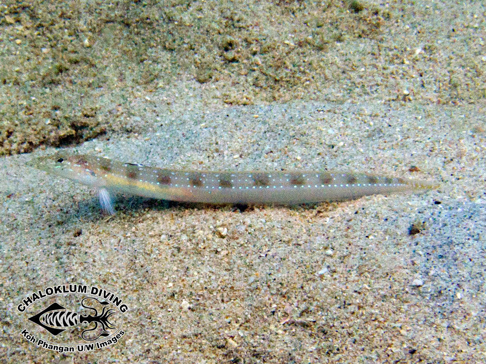 Image of Spotted sand-diver