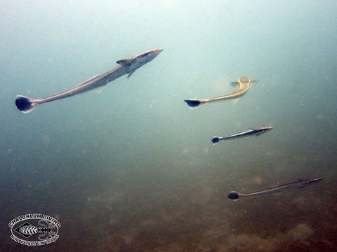 Image of Australian Remora