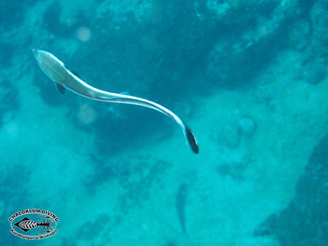 Image of Australian Remora