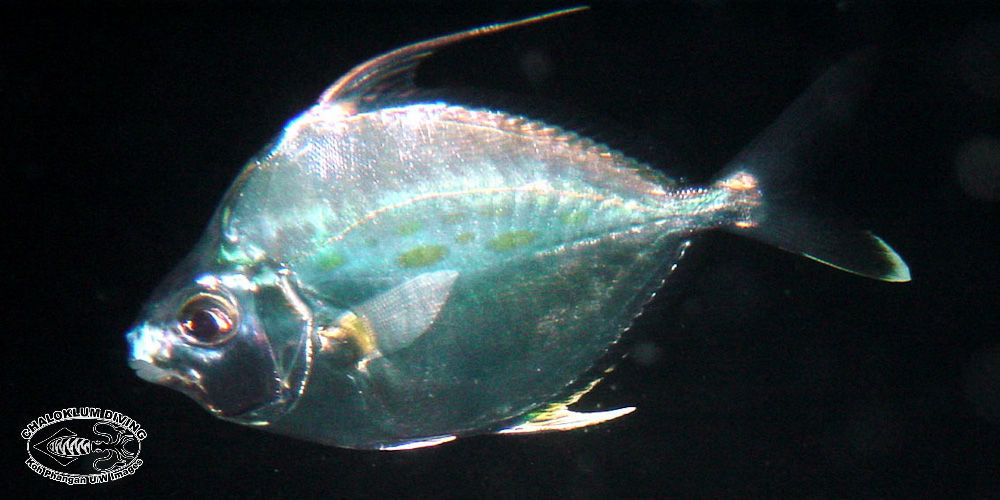 Image of Striped Ponyfish