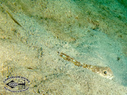 Imagem de <i>Trachinocephalus myops</i>