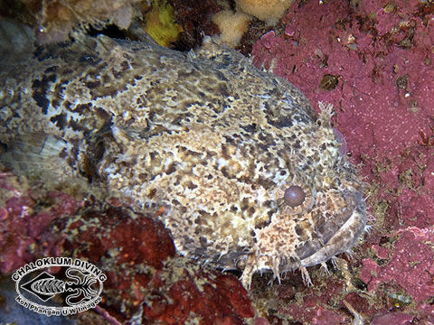 Image of Broadbent&#39;s frogfish