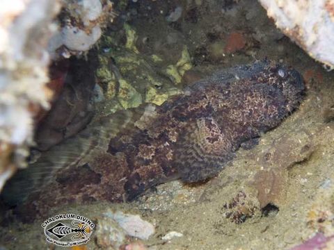 Image of Broadbent&#39;s frogfish