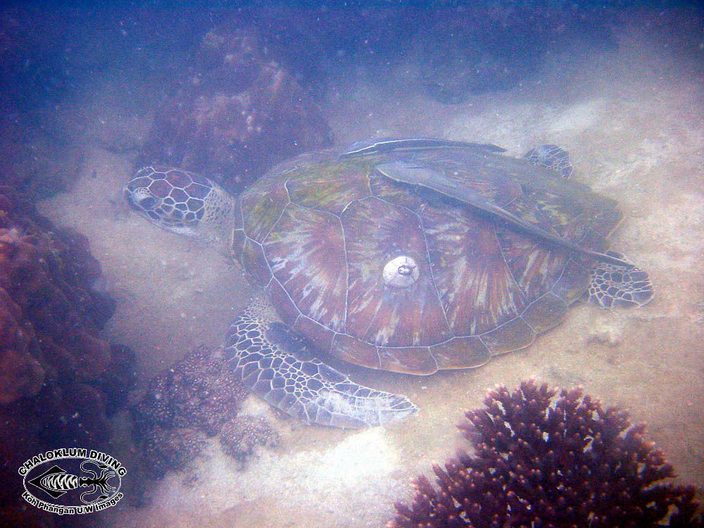 Image of Green Turtle