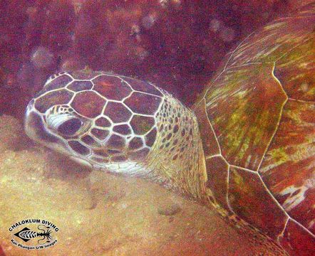 Image of Green Turtle