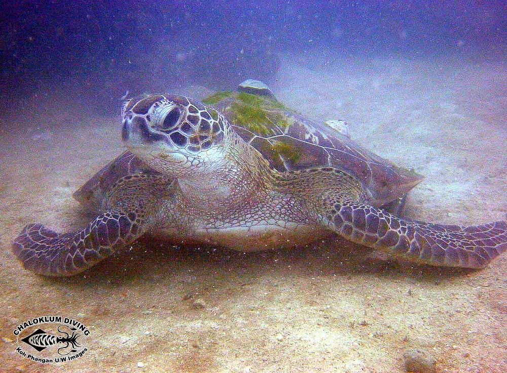 Plancia ëd Chelonia mydas (Linnaeus 1758)