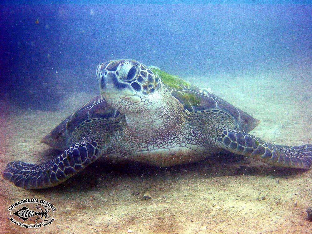 Plancia ëd Chelonia mydas (Linnaeus 1758)