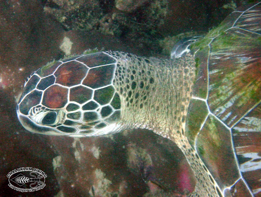 Plancia ëd Chelonia mydas (Linnaeus 1758)