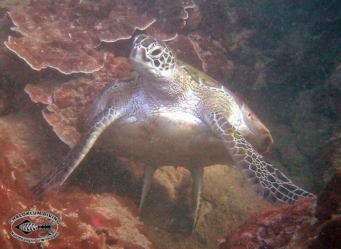 Plancia ëd Chelonia mydas (Linnaeus 1758)