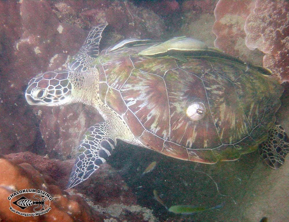 Plancia ëd Chelonia mydas (Linnaeus 1758)