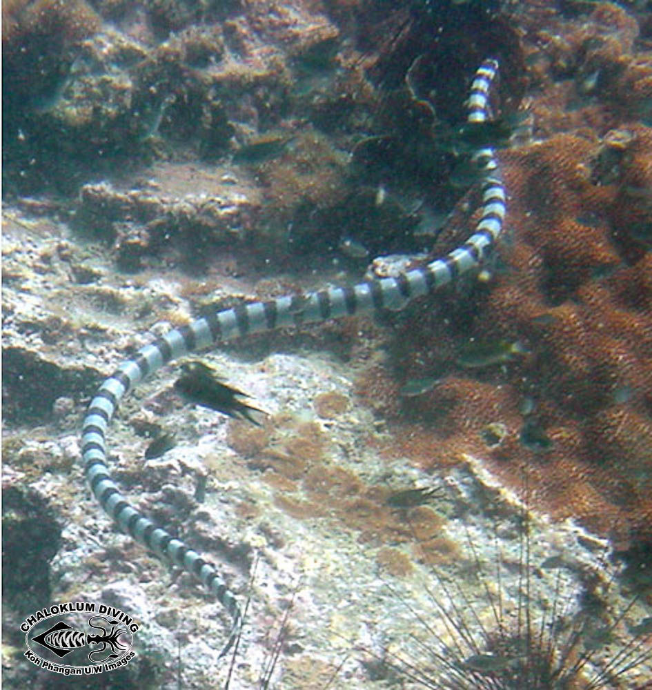 Image of Banded sea krait