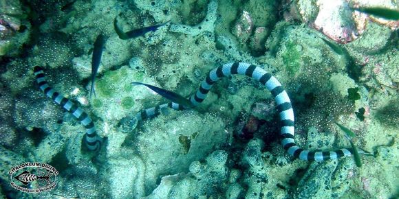 Image of Banded sea krait