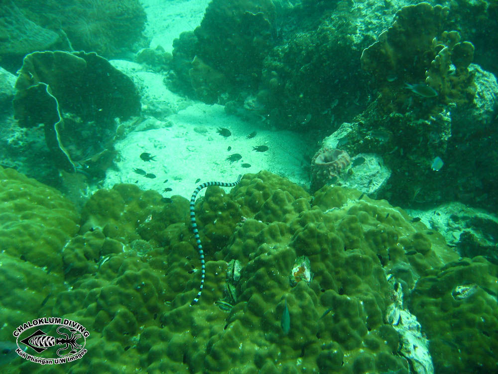 Image of Banded sea krait