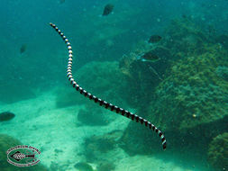 Image of Banded sea krait