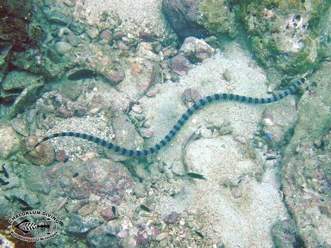 Image of Banded sea krait