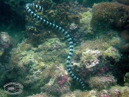 Image of Banded sea krait