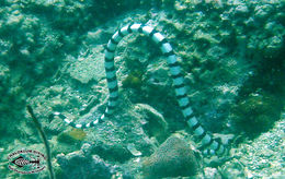 Image of Banded sea krait