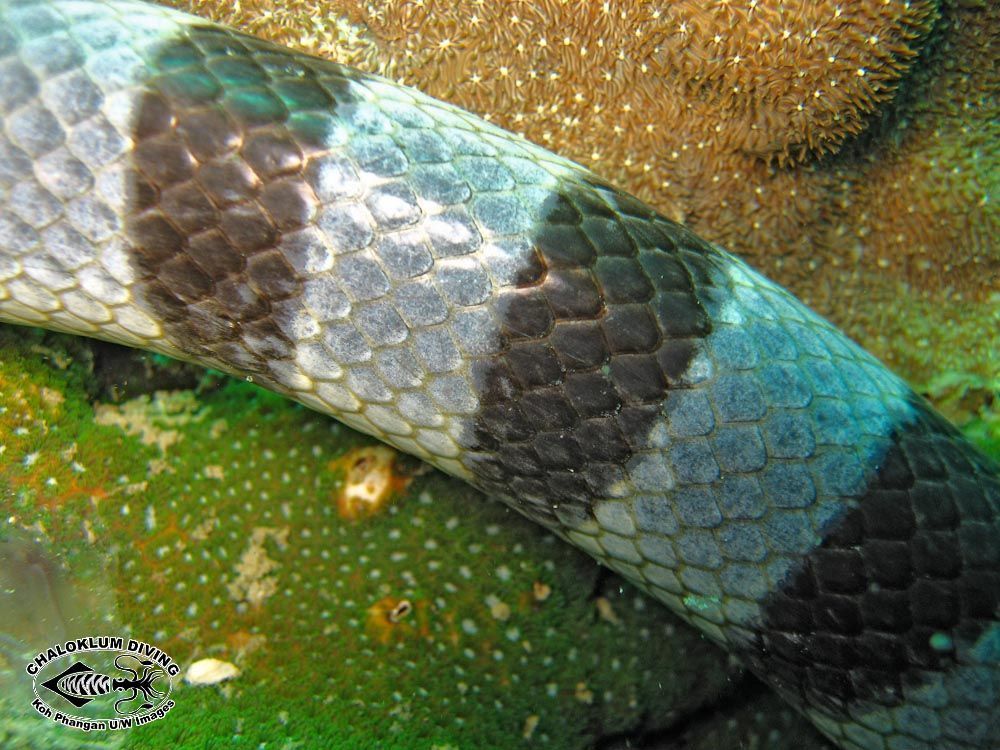 Image of Banded sea krait