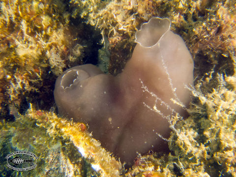 Image of Ascidian